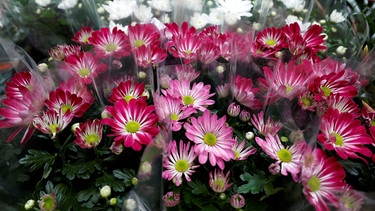 Bund Blüten | Bild: Picture alliance/dpa